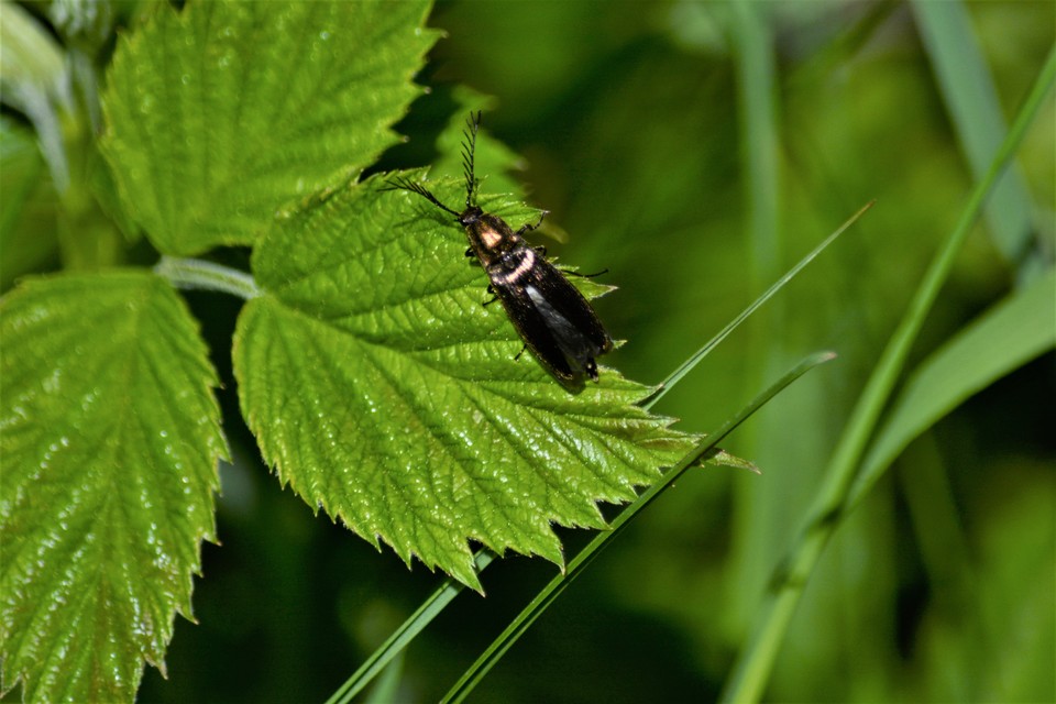 Ctenicera pectinicornis - zöld legyezőspattanó Ctenicera pectinicornis - zöld legyezőspattanó