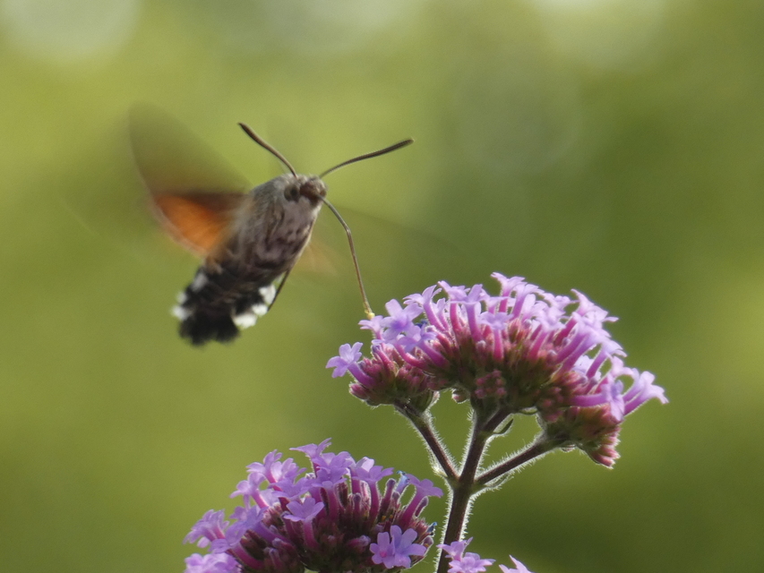 Macroglossum stellatarum - kacsafarkú szender