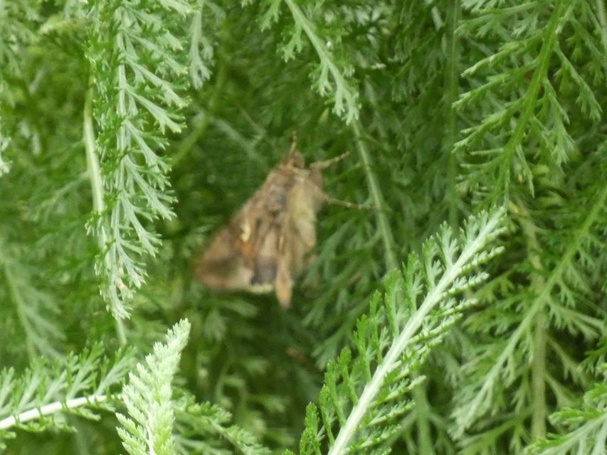Autographa gamma - gammalepke