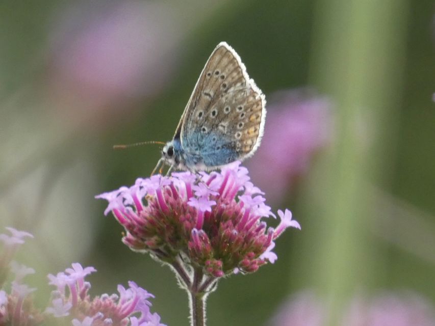 Polyommatus icarus - közönséges boglárka