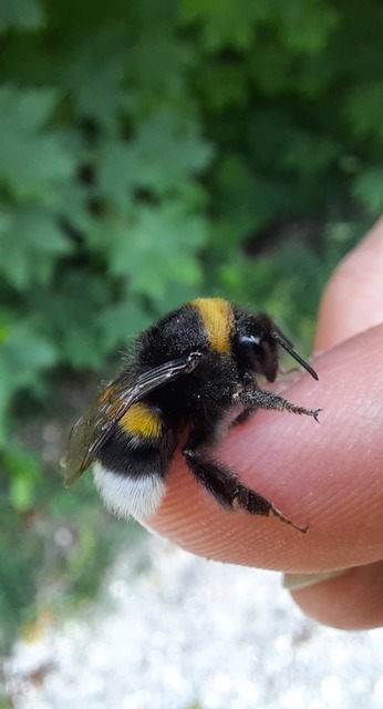 Bombus terrestris/lucorum