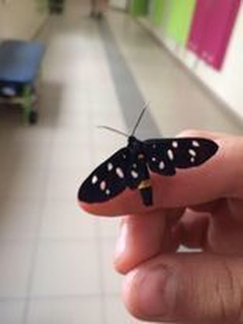 Amata phegea - fehérpettyes álcsüngőlepke