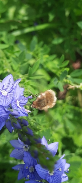 Bombyliidae - pöszörlégyfélék