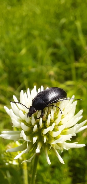 Podonta nigrita - szerecsenbogár