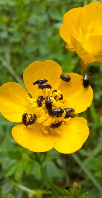 Meligethinae
