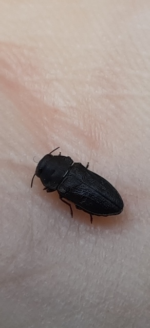 Anthaxia quadripunctata - fekete virágdíszbogár Anthaxia quadripunctata - fekete virágdíszbogár