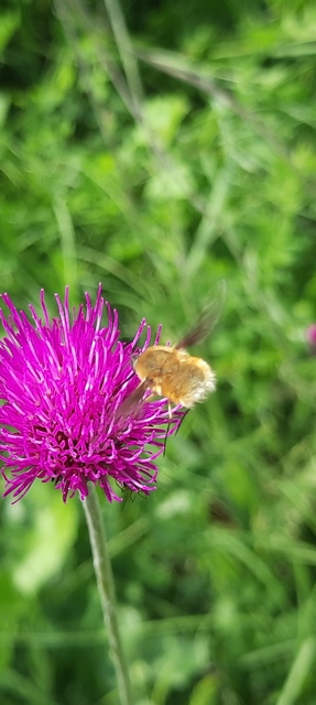 Bombyliidae - pöszörlégyfélék
