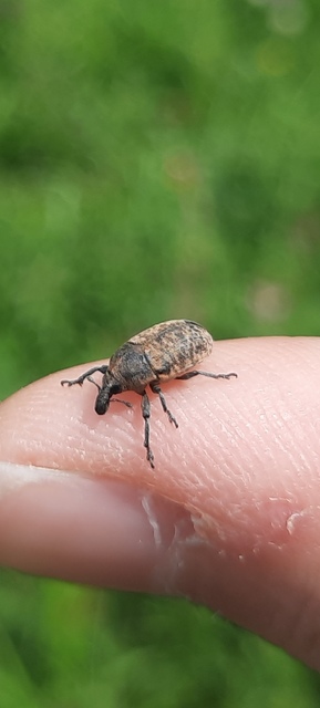 Larinus