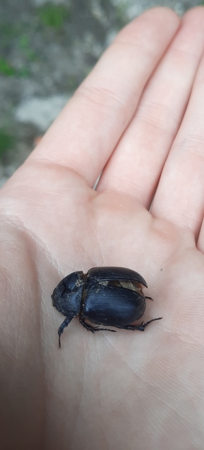 Pentodon idiota - butabogár