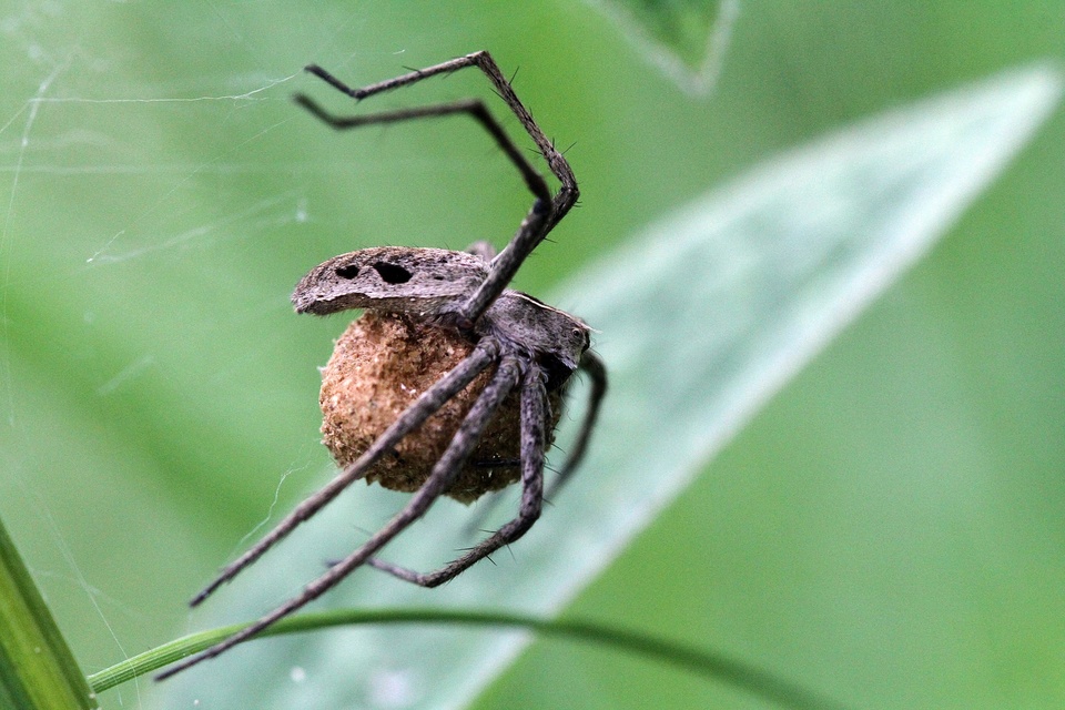 Araneae - Pókok
