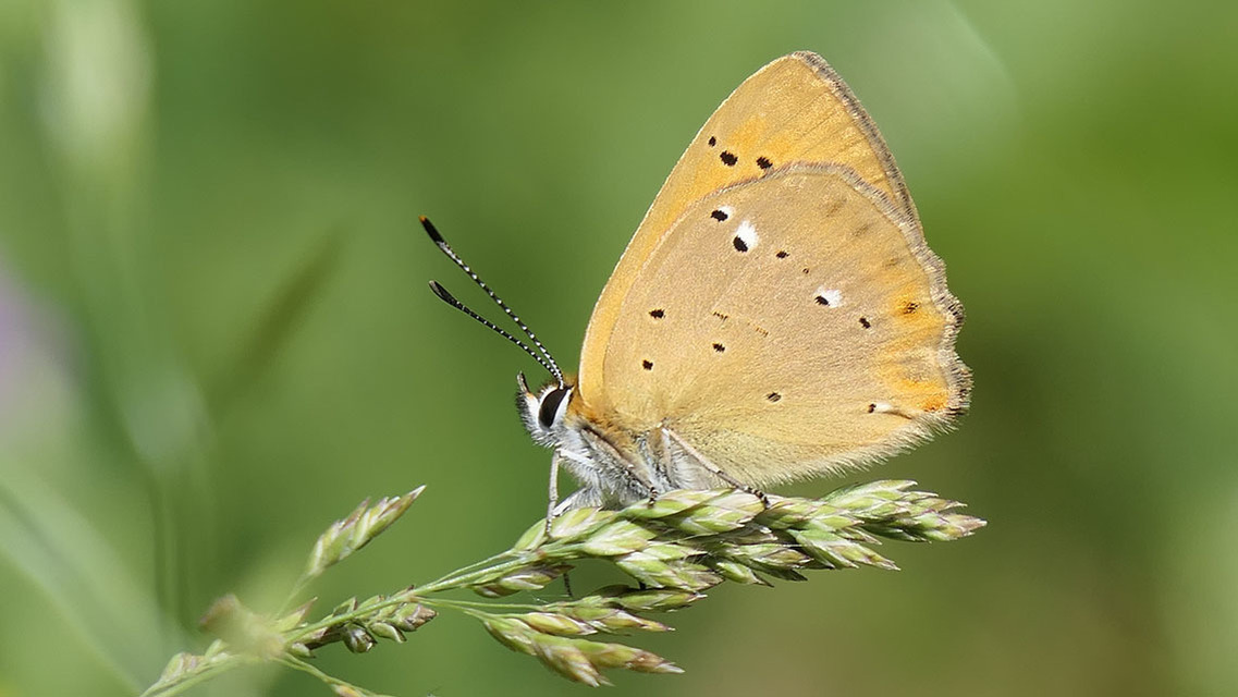 Lycaena virgaureae - arany-tűzlepke