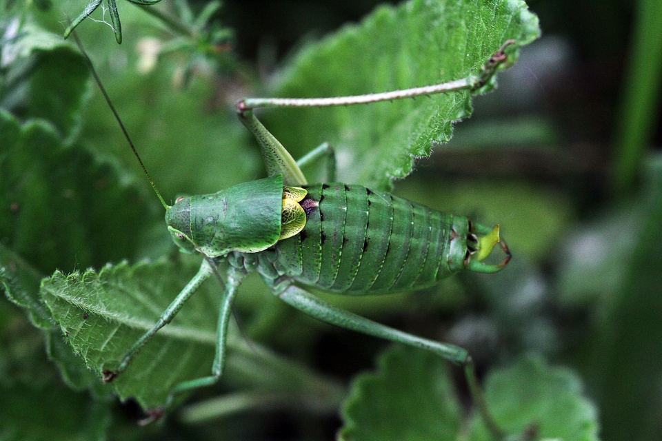 Polysarcus denticauda - fogasfarkú szöcske