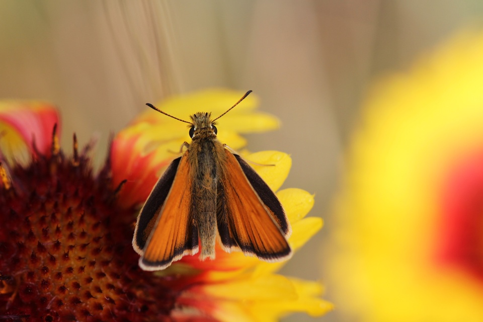 Thymelicus lineola - vonalas busalepke