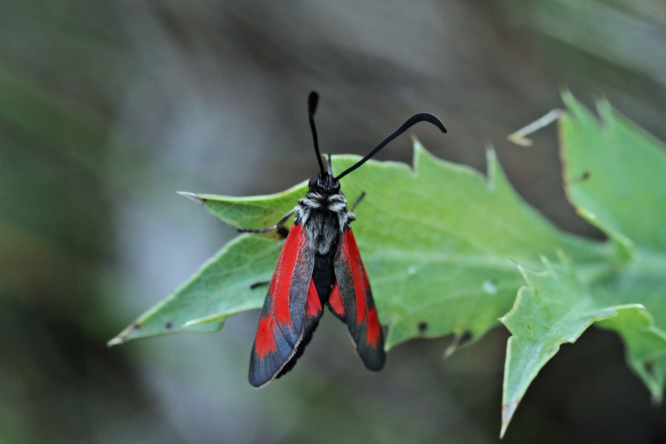 Zygaena punctum - pettyes csüngőlepke