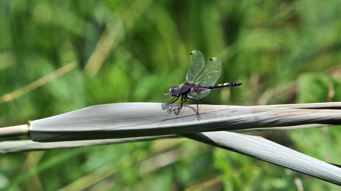 Leucorrhinia pectoralis - lápi álarcos-szitakötő