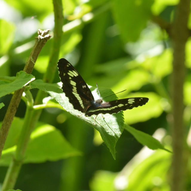Limenitis camilla - kis lonclepke