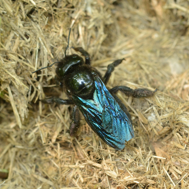 Xylocopa