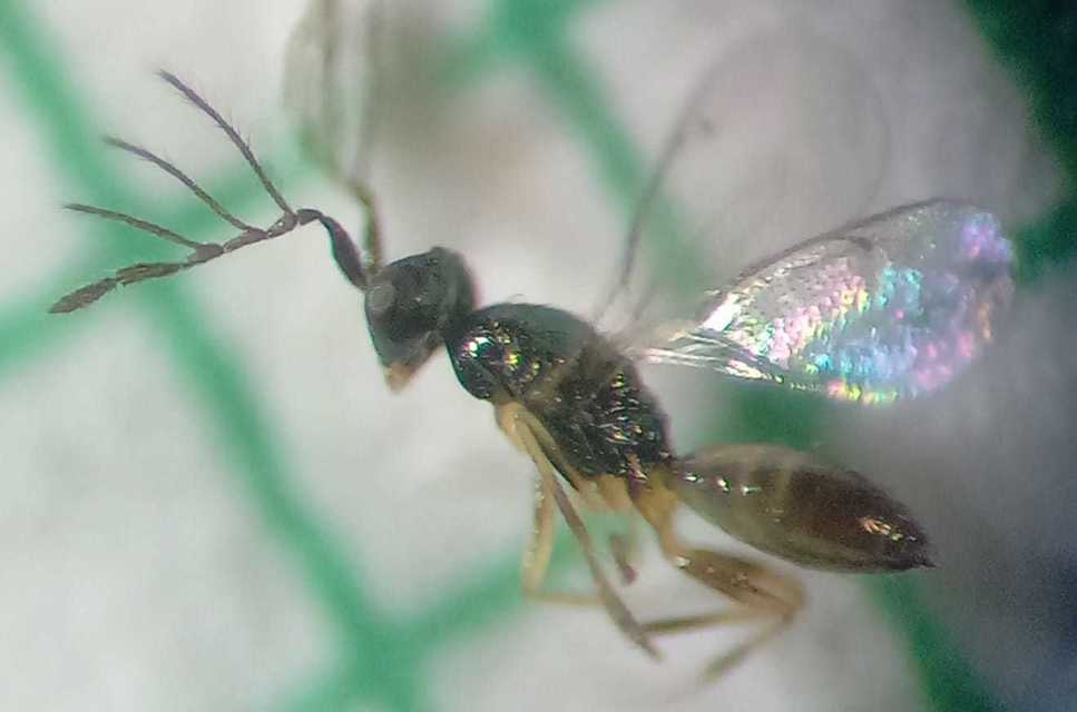 Pnigalio