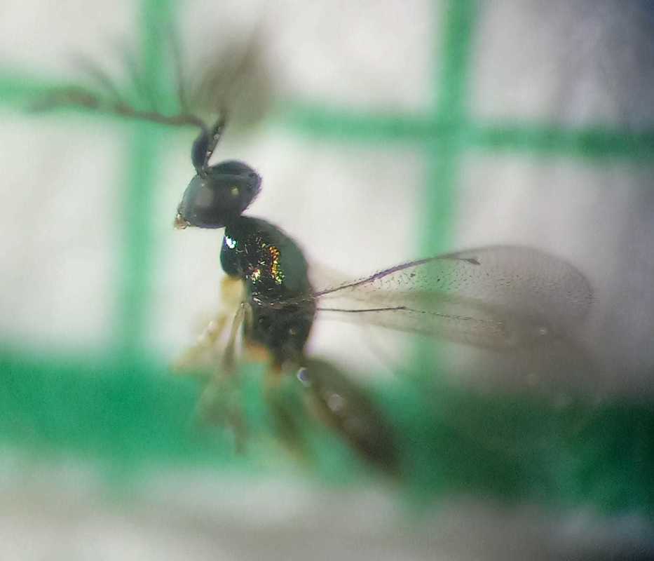 Pnigalio