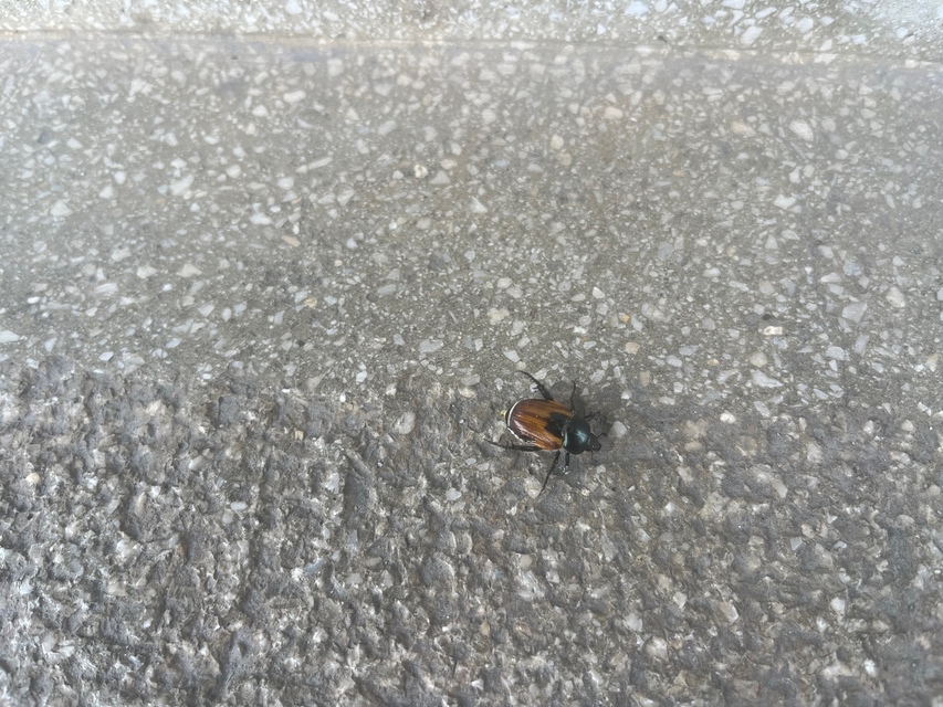 Anisoplia austriaca - osztrák szipoly