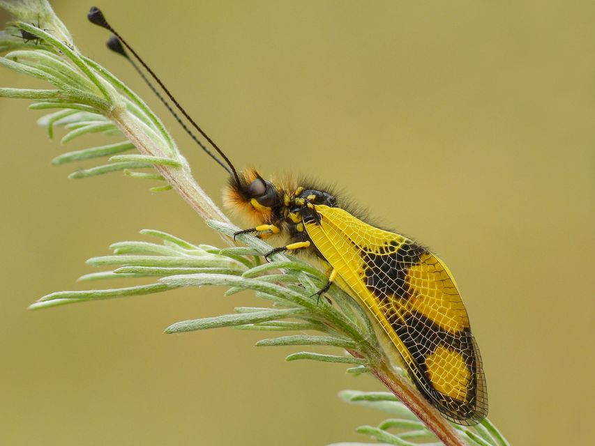 Libelloides macaronius - keleti rablópille
