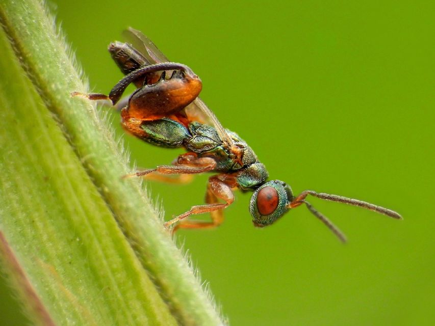 Podagrion