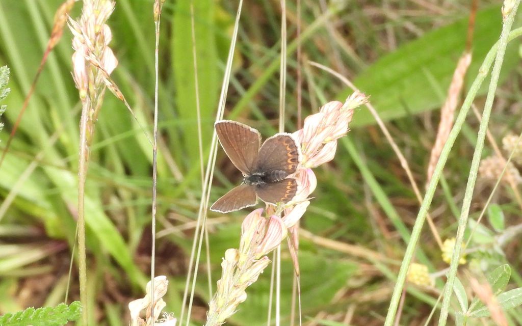 Plebejus argus - ezüstös boglárka Plebejus argus - ezüstös boglárka