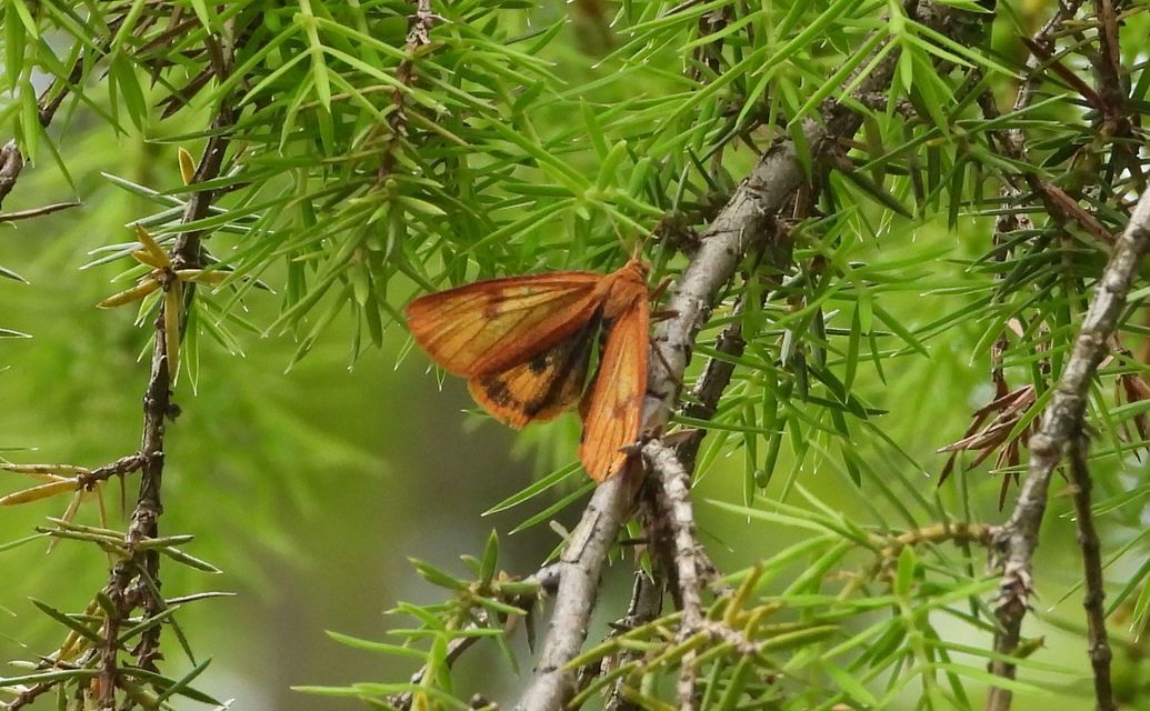 vörösszélű medvelepke - Diacrisia sannio