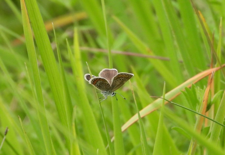 Plebejus argus - ezüstös boglárka Plebejus argus - ezüstös boglárka