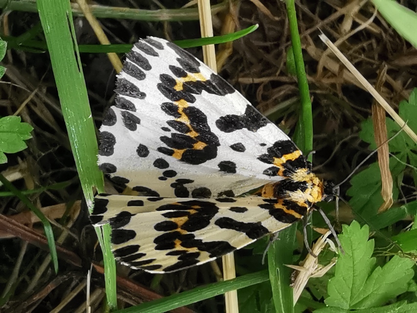 Abraxas grossulariata - köszméte-araszoló