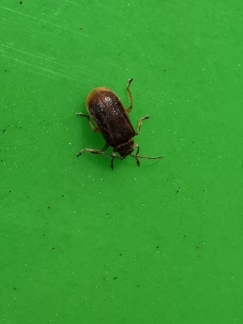 Galerucella