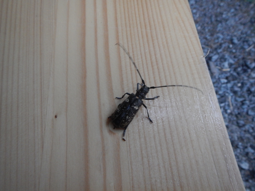 Monochamus sartor - nagy fenyvescincér