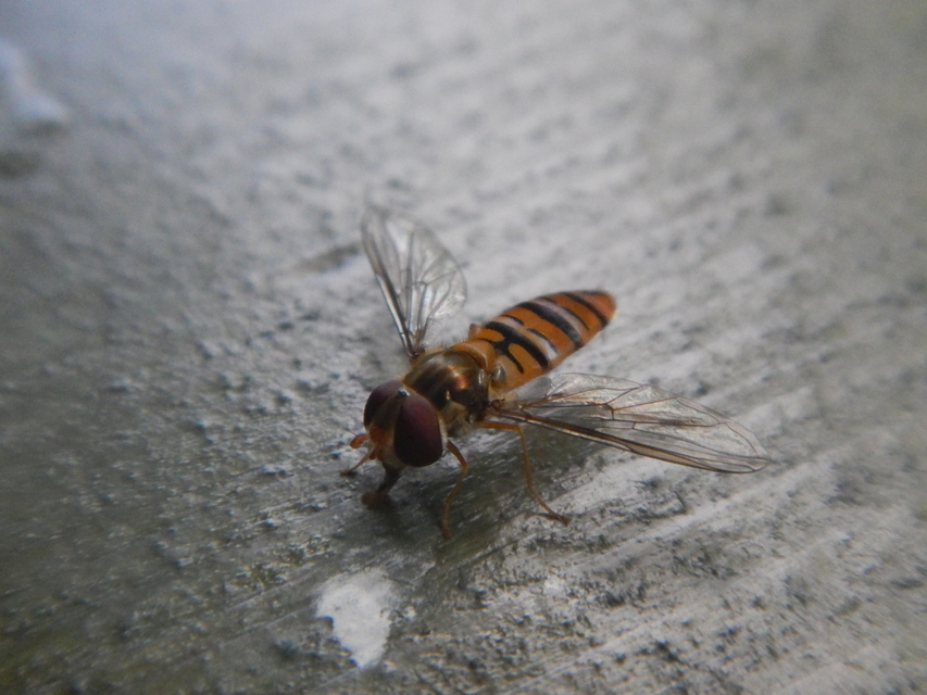 Episyrphus balteatus - ékfoltos zengőlégy