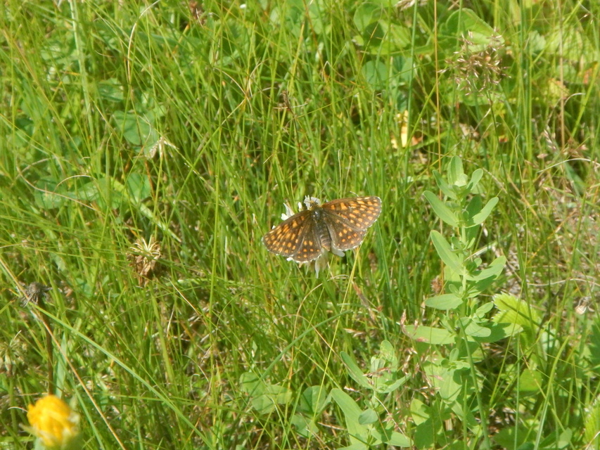 Melitaea diamina - kockás tarkalepke