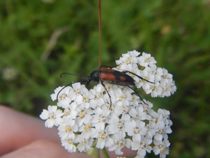 Stenurella bifasciata - kétöves karcsúcincér