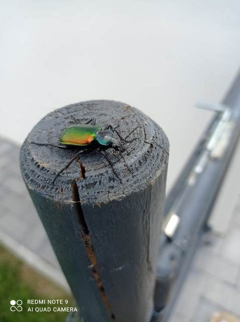 Calosoma sycophanta - aranyos bábrabló