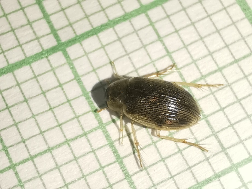 Berosus frontifoveatus - tüskés szemescsibor Berosus frontifoveatus - tüskés szemescsibor