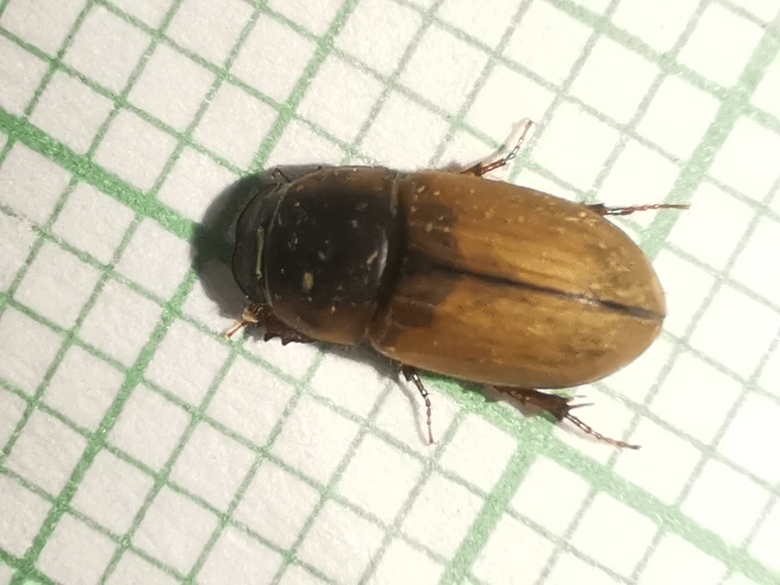 Acanthobodilus immundus