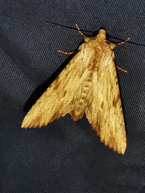 Apamea lithoxylaea - fakó dudvabagoly