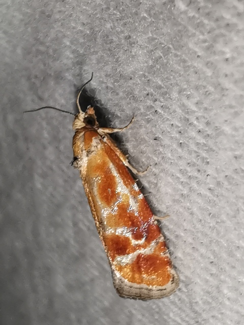 Rhyacionia