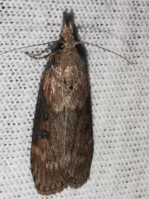 Lamoria