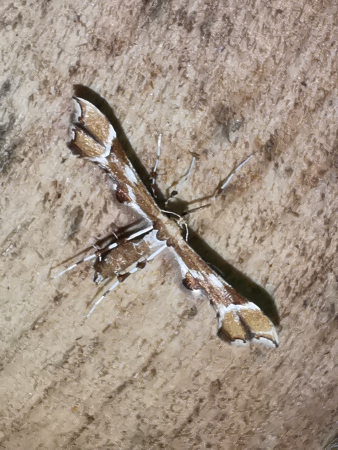 Cnaemidophorus rhododactyla - rózsabogyó-tollasmoly