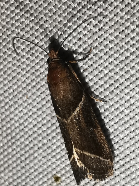 Nyctegretis