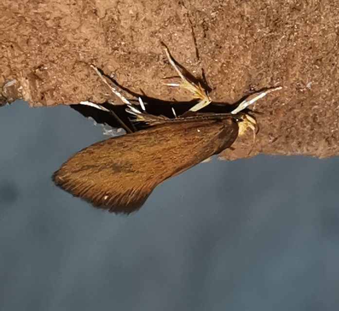 Crassa tinctella/unitella