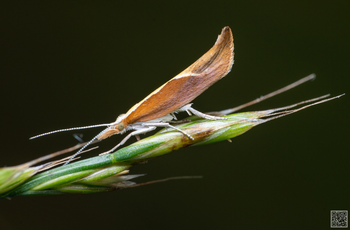 Ypsolopha dentella - fahéjszínű loncmoly
