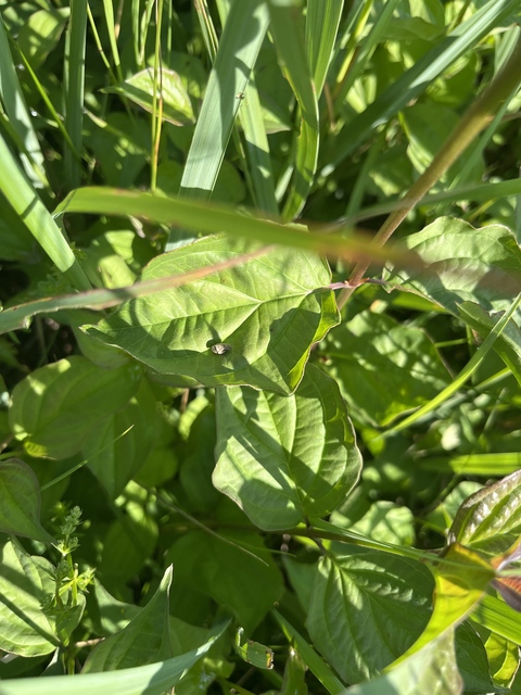 Lepyronia coleoptrata