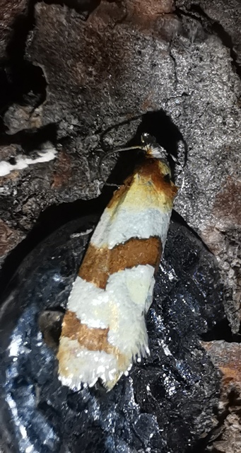 Phalonidia contractana - pipitér-fúrómoly