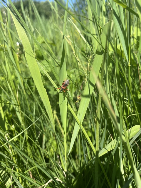 Rhynocoris iracundus - közönséges gyilkospoloska