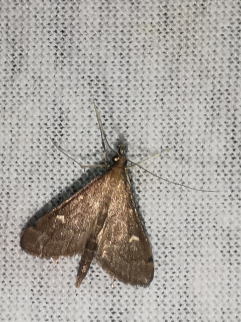 Dolicharthria punctalis - hosszúlábú tűzmoly