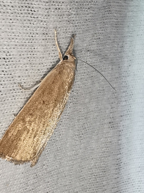 Calamotropha paludella - barna nádlevélmoly